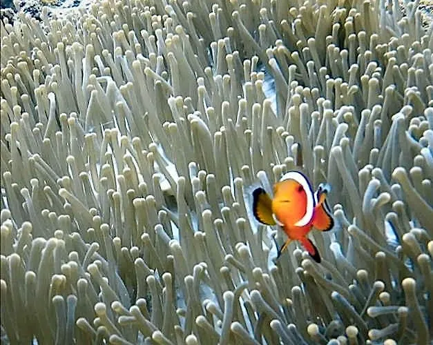 Nirvana Moalboal